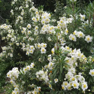 Carpenteria californica on Parking Lot Bank