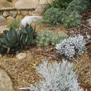 Beaver Bench at Dudley (liveforevers) a Display