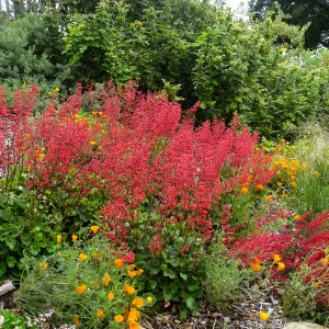 Heuchera Santa Ana Cardinal on Parking Lot Bank