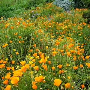 California poppy in upper Meadow