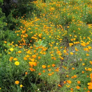 Groundcover display with California Poppy