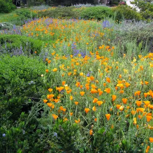 Groundcover display with California Poppy