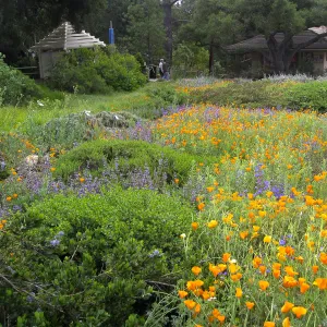 Groundcover display with California Poppy, lupine
