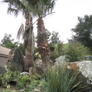 Washingtonia filifera in Desert Section