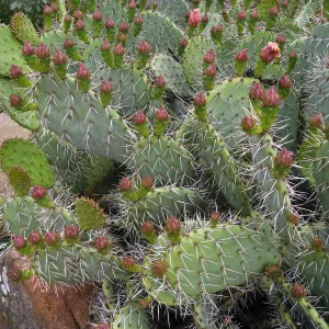 Opuntia littoralis in Desert Section