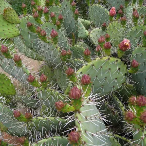 Opuntia littoralis in Desert Section