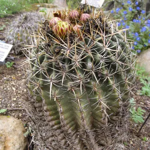 Ferocactus viridescens in Desert Section