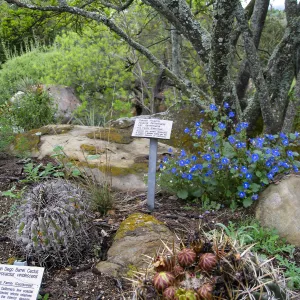 Ferocactus viridescens in Desert Section