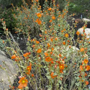 Sphaeralcea ambigua in Desert Section