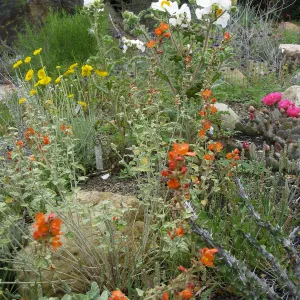 Wildflower display in Desert Section