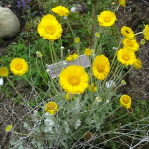 Baileya multiradiata in Desert Section