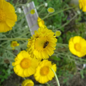 Baileya multiradiata in Desert Section
