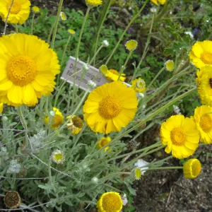 Baileya multiradiata in Desert Section