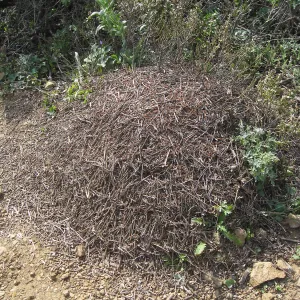 San Bruno Mountain, ant nest