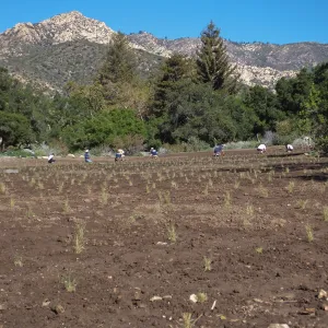 Meadow Revival Project, Blue Gramma Plug Planting, Volunteers from Hofmann Architecture