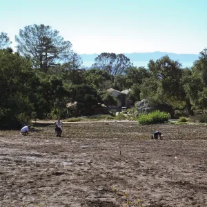 Meadow Revival Project, Blue Gramma Plug Planting, Volunteers from Hofmann Architecture