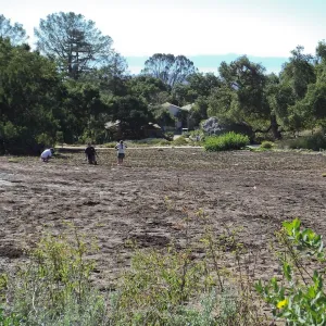 Meadow Revival Project, Blue Gramma Plug Planting, Volunteers from Hofmann Architecture