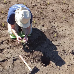 Meadow Revival Project, Blue Gramma Plug Planting, Volunteers from Hofmann Architecture