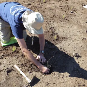 Meadow Revival Project, Blue Gramma Plug Planting, Volunteers from Hofmann Architecture