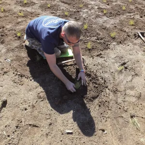 Meadow Revival Project, Blue Gramma Plug Planting, Volunteers from Hofmann Architecture