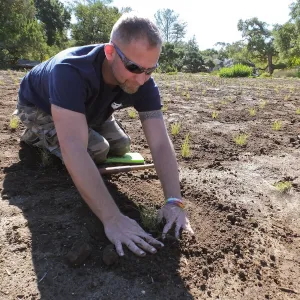 Meadow Revival Project, Blue Gramma Plug Planting, Volunteers from Hofmann Architecture