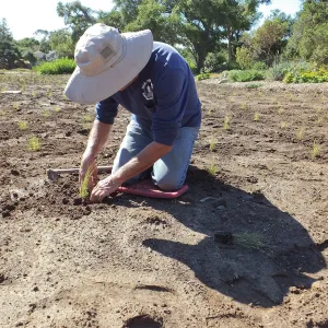 Meadow Revival Project, Blue Gramma Plug Planting, Volunteers from Hofmann Architecture