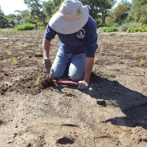 Meadow Revival Project, Blue Gramma Plug Planting, Volunteers from Hofmann Architecture