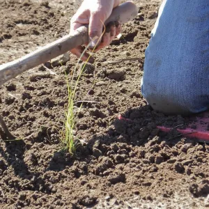 Meadow Revival Project, Blue Gramma Plug Planting, Volunteers from Hofmann Architecture