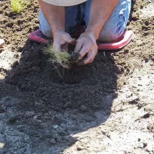Meadow Revival Project, Blue Gramma Plug Planting, Volunteers from Hofmann Architecture