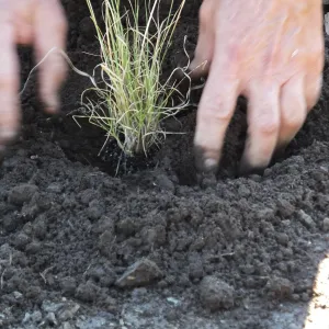 Meadow Revival Project, Blue Gramma Plug Planting, Volunteers from Hofmann Architecture