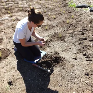 Meadow Revival Project, Blue Gramma Plug Planting, Volunteers from Hofmann Architecture