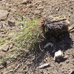 Meadow Revival Project, Blue Gramma Plug Planting, Volunteers from Hofmann Architecture