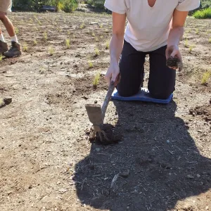 Meadow Revival Project, Blue Gramma Plug Planting, Volunteers from Hofmann Architecture