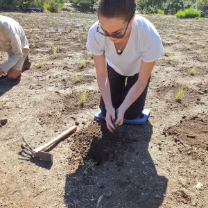 Meadow Revival Project, Blue Gramma Plug Planting, Volunteers from Hofmann Architecture