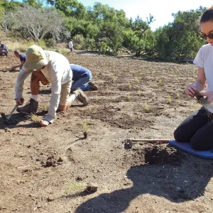 Meadow Revival Project, Blue Gramma Plug Planting, Volunteers from Hofmann Architecture