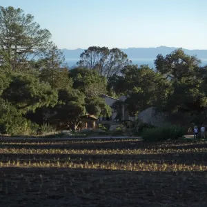 Meadow Revival Project, Blue Gramma Plug Planting