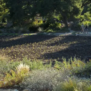 Meadow Revival Project, Blue Gramma Plug Planting