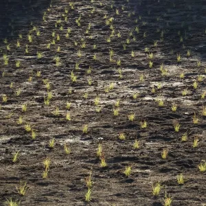 Meadow Revival Project, Blue Gramma Plug Planting