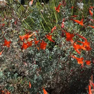 California Fuchsia