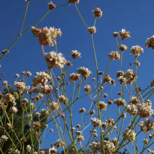 Redflower Buckwheat