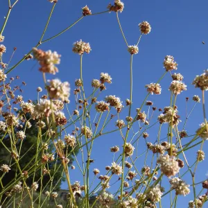 Redflower Buckwheat