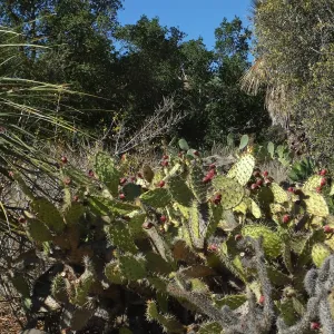 Opuntia (Prickly-pear)