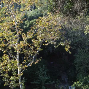 Sycamore in Mission Canyon