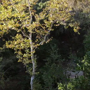Sycamore in Mission Canyon