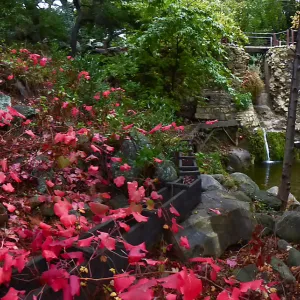 Rogers California Grape below Mission Dam