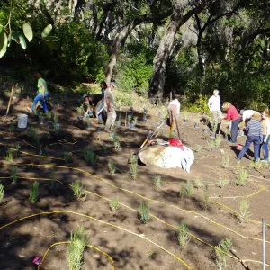 Centennial Maze Planting