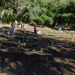 Centennial Maze Planting