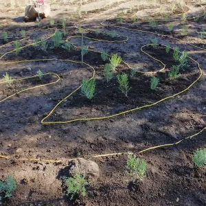 Centennial Maze Planting