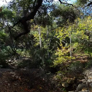 View from east wall of Mission Canyon on trail below Manzanita Section