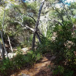 View from east wall of Mission Canyon on trail below Manzanita Section